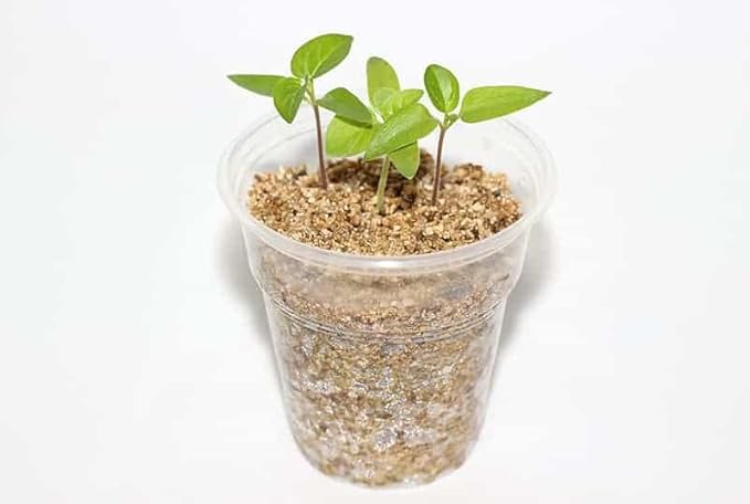 Premium Perlite and Vermiculite Blend for Seedling, Cuttings, and Propagation - Achieve Optimal Moisture Control and Root Development - 1 Quart