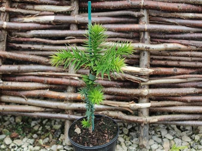 Premium Araucaria Potting Soil Mix - Perfect Balance of Nutrients, Drainage, and Aeration for Healthy Araucaria Trees - 5 Quart