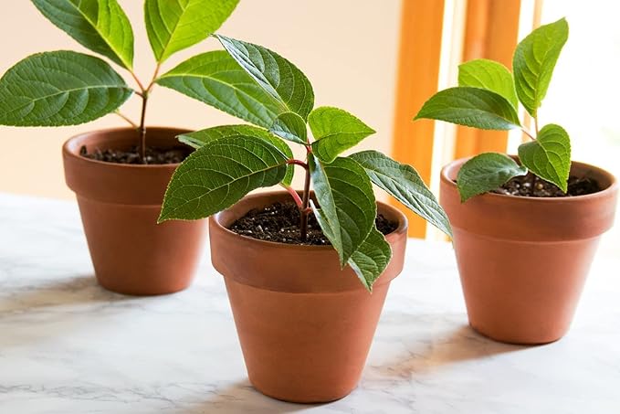 Organic Plant Propagation Premium Potting Mix - Achieve Ideal Air and Moisture Balance - 3 Quart
