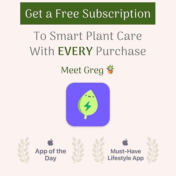 American Plant Exchange Live Olive Tree, Arbequina – Real Fruiting, Edible Indoor/Outdoor Houseplant – Large 10-Inch Pot, Perfect for Home, Office, Patio & Garden Décor