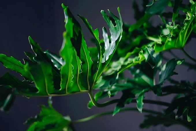 Split Leaf Philodendron Soil Mix - Expertly Formulated for Strong Root Development - 2 Quart