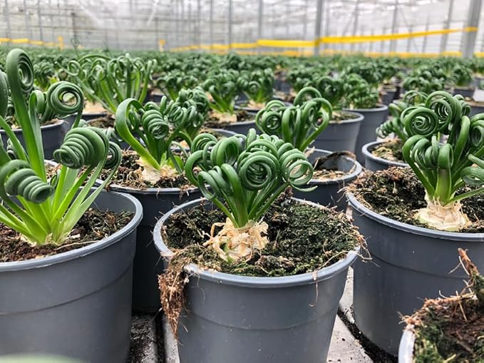 Premium Albuca Spiralis Potting Soil Mix - Perfect Balance of Nutrients, Drainage, and Aeration for Thriving Blooms - 4 Quart