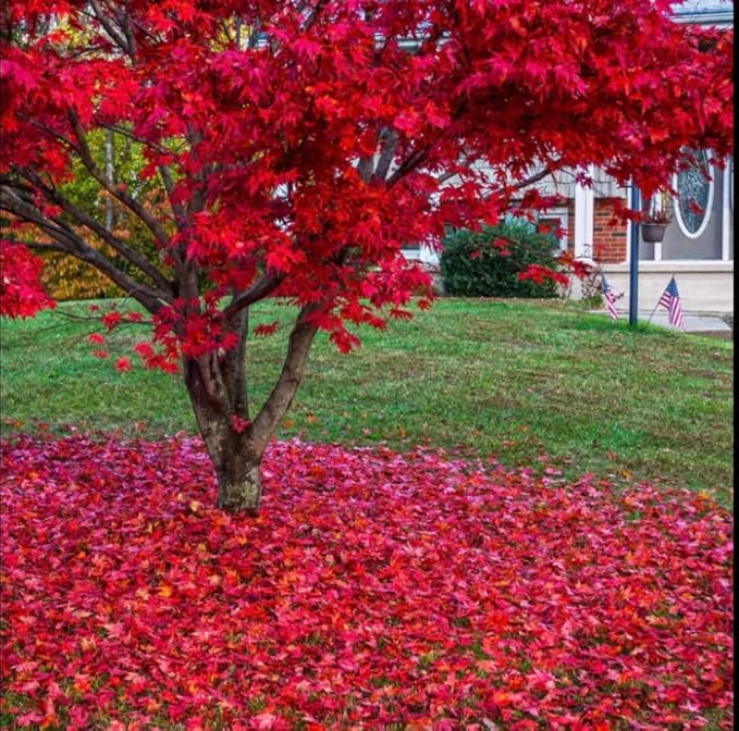 Red Japanese Maple Trees 2-Pack β Live Plants, 2-3 Ft Tall, Stunning Foliage