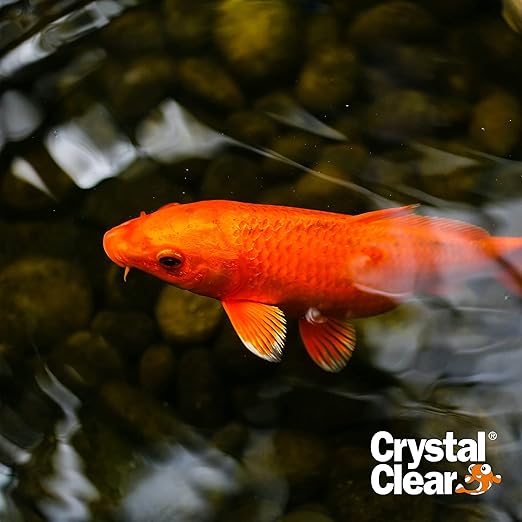 CrystalClear Algae D-Solv Pond Algae Control, Fast-Acting EPA Registered Algaecide, Use in Fountains & Outdoor Ponds Containing Koi & Other Fish, Treats 11,520 Gallons, 32 Ounces