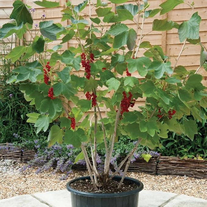 Premium Currant Plant Potting Soil Mix - Optimal Nutrient-Rich Blend for Thriving and Juicy Currants - 5 Quart