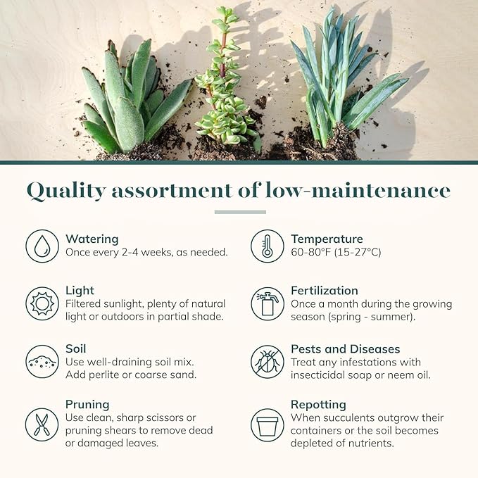 Shop Succulents Mixed Succulent Plant Pack 2" Grow Pot Pack of 256