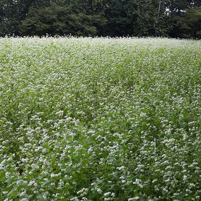 Outsidepride Buckwheat Seeds - 1oz Annual, Fast-Growing, Easy to Grow Buckwheat Cover Crop Seeds for Green Manure, Bee Pasture & Pollinators, Wildlife Habitat, Soil Improvement, and Erosion Control
