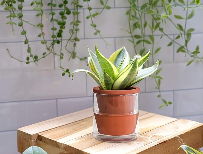 D'vine Dev 4 Inch Design Self Watering Pot for Indoor Plants, Terracotta Planter with Cylinder Glass Cup, Set of 1, 37-X-A-1