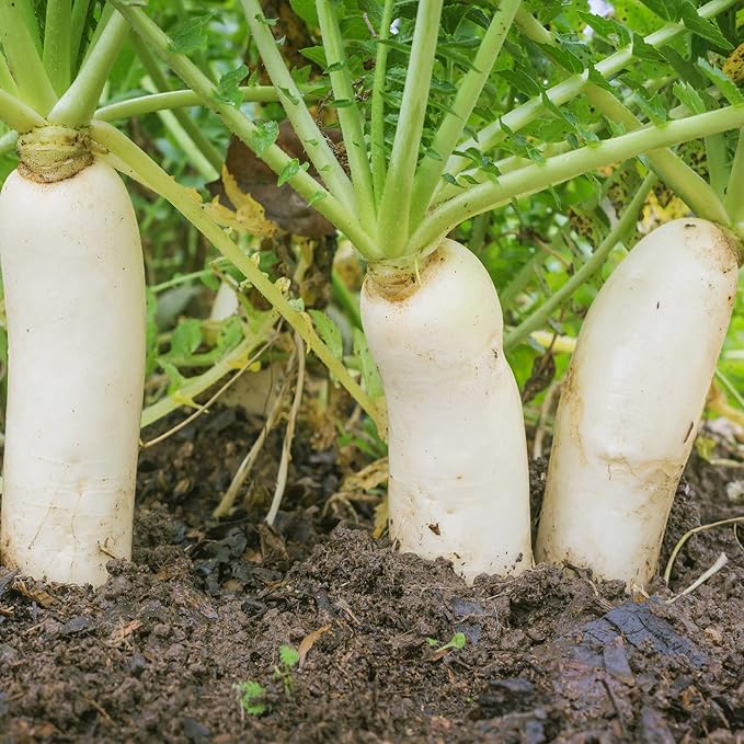 Outsidepride Annual Daikon Radish Seeds - 50 lbs. Chinese, Japanese, & Oriental Radish Seeds for Soil Health, Erosion Control, & Soil Aeration - Ideal for Gardens, Cover Crops, Pastures, & Food Plots