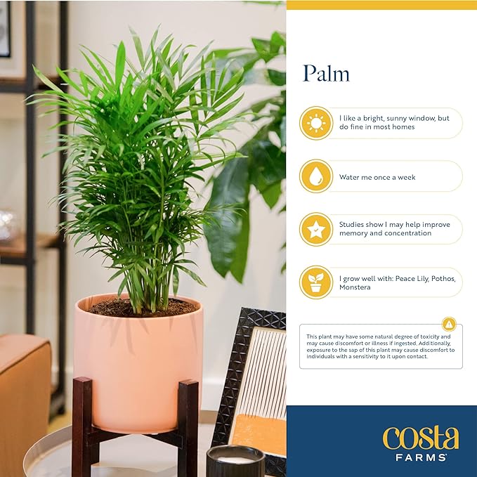 Costa Farms Bamboo Palm, Easy to Grow Houseplant, Live Indoor Plant Potted in Decor Plant Pot, Room or Office Decor, 3-4 Feet Tall