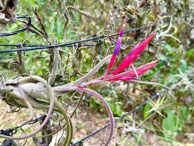 Air Plants - Flowering Tillandsia Caput Medusae, Large 5-7" - 2ct - Live Arrival Guaranteed - House Plants for Home Decor & Gift