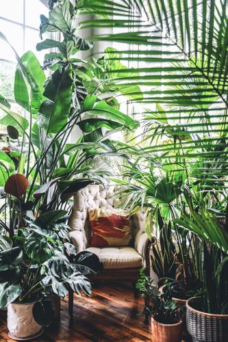 Creating a Calm Morning Routine with Plants (2026 Guide)