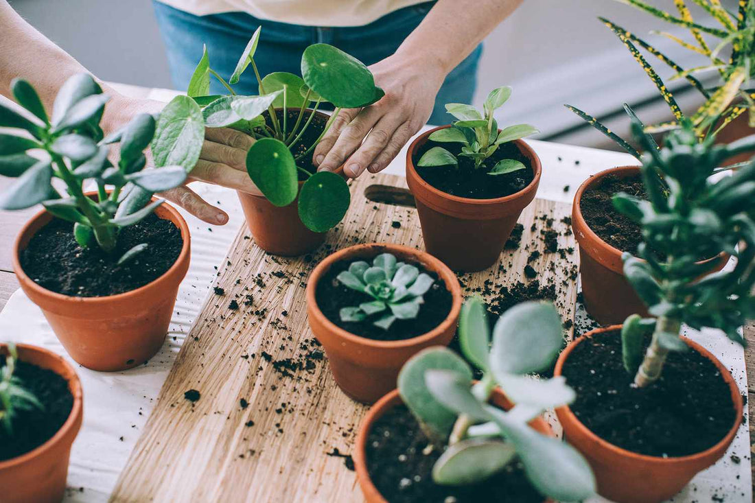 The Healing Power of Plants in Small Living Spaces (2026 Guide)