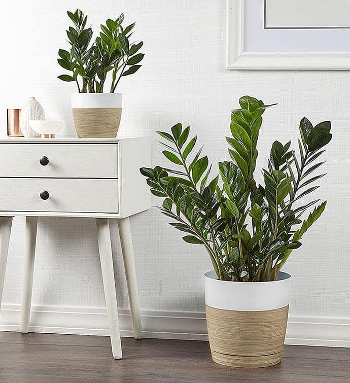 🌿 Beginner-Friendly Indoor Plants That Never Fail (2026 Guide)