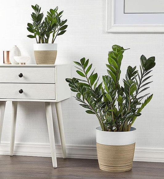 🌿 Beginner-Friendly Indoor Plants That Never Fail (2026 Guide)