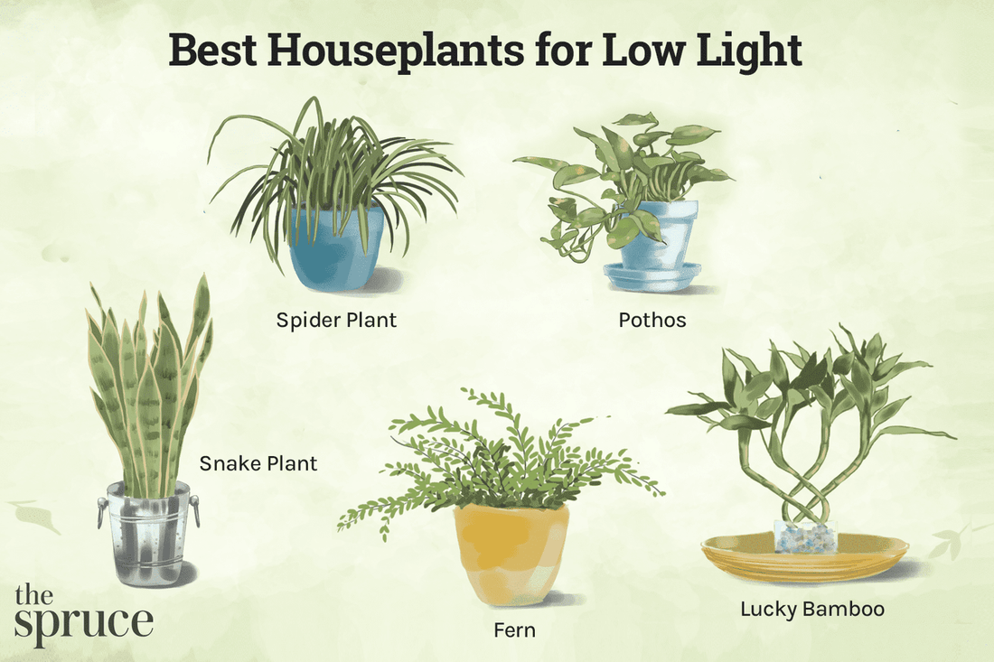 Low-Light Indoor Plants for Apartments (2026 Guide)