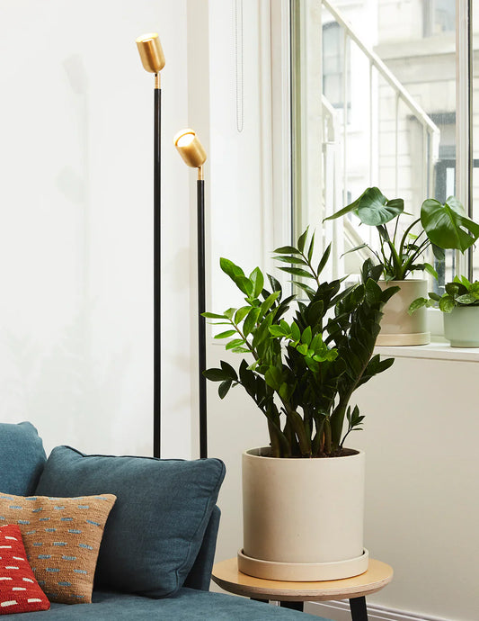 Best Indoor Plants for Busy Homes