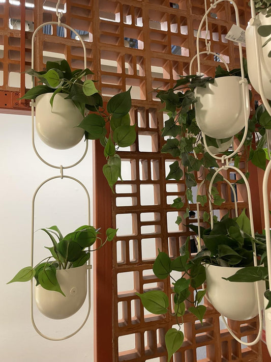 Best Indoor Plants for Busy Homes (2026 Guide)