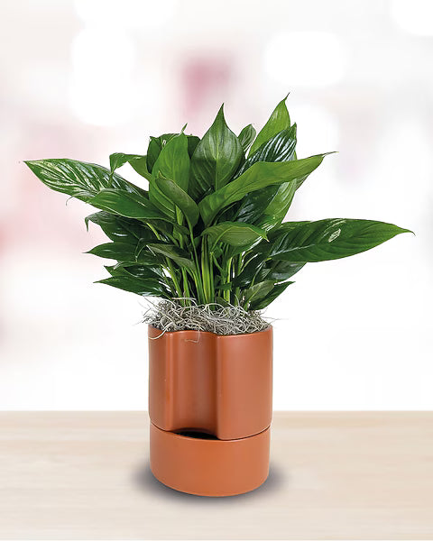 Best Indoor Plants for Self-Watering Planters (2026 Guide)