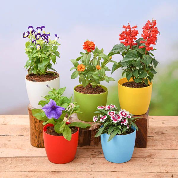 Seeds, Bulbs & Live Plants