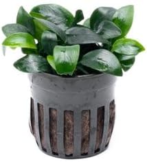 Anubias Live Aquarium Plants - Potted Freshwater Plant for Fish Tanks, Terrariums - Beginner Friendly Low Light (Nana Bonsai, 1 Pot)