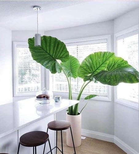 Elephant Ear Plant Potting Mix - High-Performance Formula for Robust Growth and Striking Foliage - 20 Quart