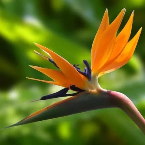 Bird of Paradise - Orange - Strelitzia Reginae. (4 Orange BoP in Cup)