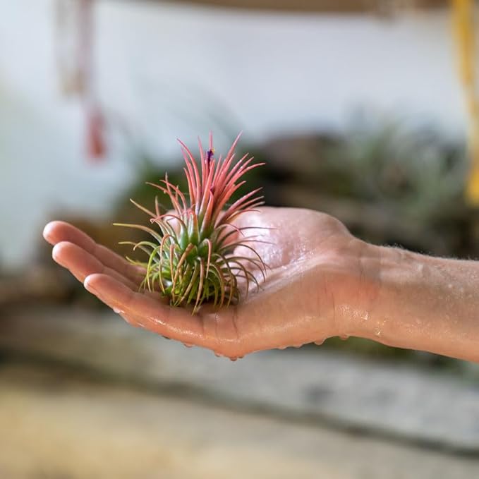 Shop Succulents Ionantha Tillandsia Air Plants, Assorted Mini Live Indoor Plant Bundle for Home Decor & Gifts, Low Maintenance, Natural Air Purifier, Hanging Plants, Favors,Terrarium Plants, Pack of 6