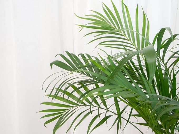 Palm Tree Potting Mix - The Ultimate Soil for Strong and Healthy Palms - Top Choice for Palm Tree Growers [2 Quart Bag]