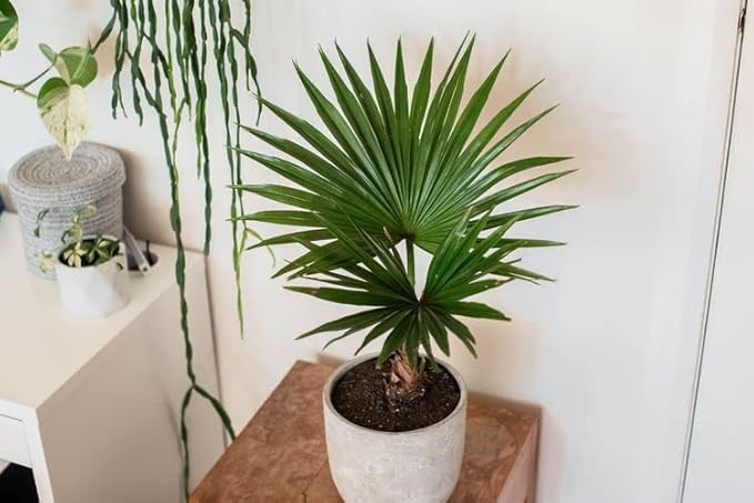 Palm Tree Potting Mix - The Ultimate Soil for Strong and Healthy Palms - Top Choice for Palm Tree Growers [4 Quart Bag]