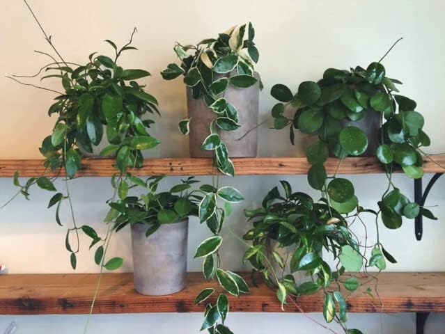 Hoya Plant Premium Potting Mix - 4 Quart - Optimal Balance for Thriving Hoyas: Air, Moisture, and Nutrient Retention