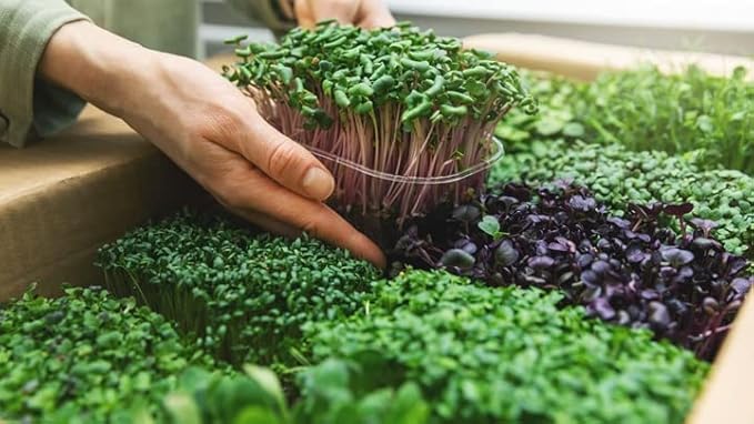 Organic Microgreens Premium Potting Mix - Grow Vibrant Microgreens - 4 Quart