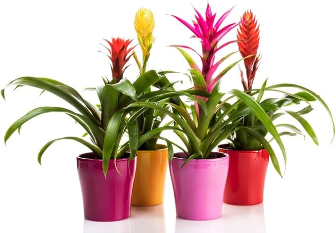 Organic Bromeliad Soil Blend - Enhance The Beauty and Resilience of Your Plants - 20 QUARTS