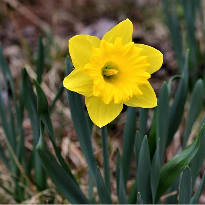 50 Yellow Daffodil Bulbs for Planting - Dutch Master Value Bag - Plant in Gardens, Borders & Flowerbeds - Bulb Size 10/12 cm - Easy to Grow Fall Flowers Bulbs by Willard & May