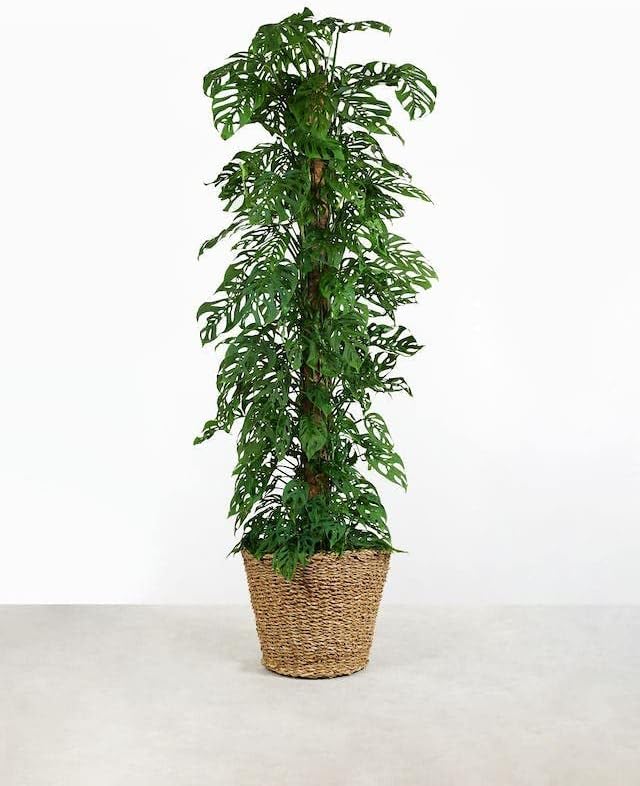 Monstera Adansonii Premium Potting Mixture: Promote Aeration, Drainage & Nutrient Uptake - 2 Quart