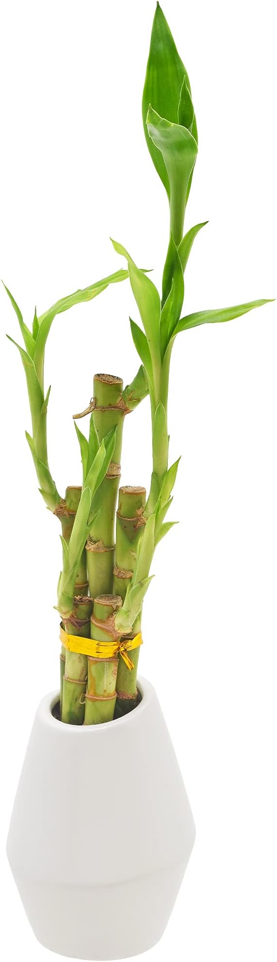 Arcadia Garden Products 5-Stem Lucky Bamboo, Live Indoor Plant in Dimension II Ceramic Planter for Home, Work, or Gift, White. ***Cannot Ship to Hawaii***