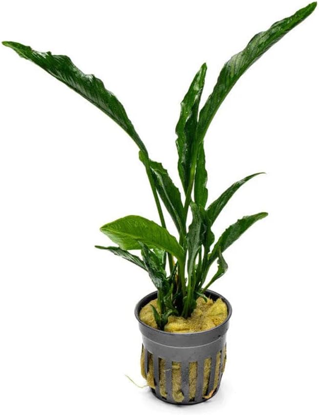 Live Jungle Plants - Anubias Heterophylla ‘Supernova’ - Large Leaf Rhizome Plant for Midground to Background Freshwater Aquascapes, Low Light Accent - Pot