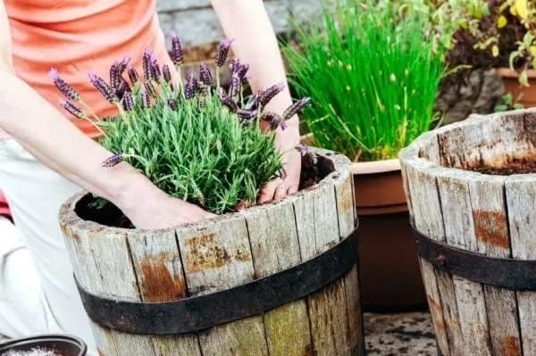 Organic Moisture Control Potting Mix - Absorbs 33% More Water Than Basic Potting Soil - 10 Quart