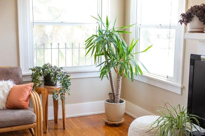 Palm Tree Potting Mix - The Ultimate Soil for Strong and Healthy Palms - Top Choice for Palm Tree Growers [3 Quart Bag]