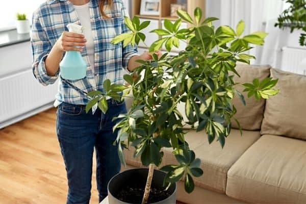 Umbrella Plant Premium Potting Mix - Optimal Balance of Air, Moisture, and Nutrients for Thriving Plants - 3 Quart