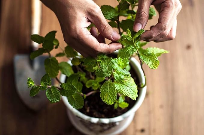 Spearmint Plant Potting Soil - Elevate Your Spearmint Garden with Professional Grade Nutrient-Rich Mix - 3 Quart