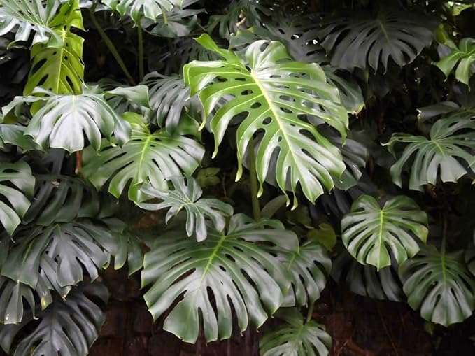 Monstera Borsigiana Soil Blend - Specially Designed for Unique Plant Needs - 4 Quart