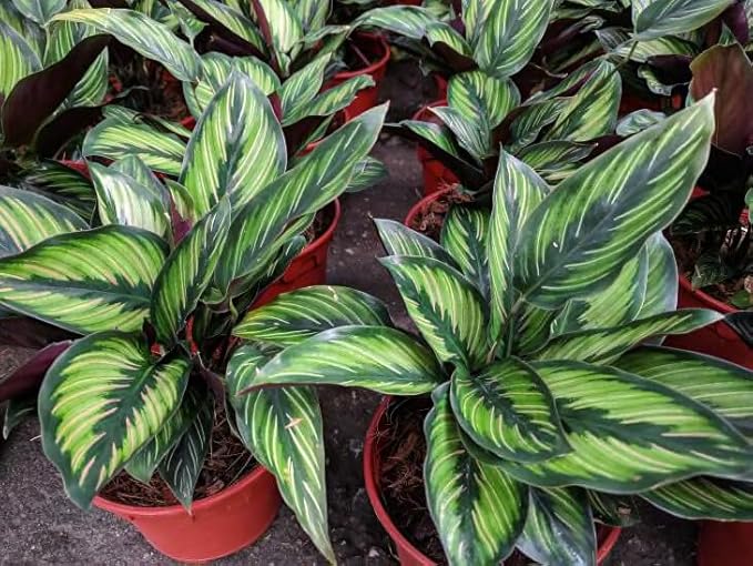 Premium Calathea Plant Potting Mix - Crafted for Vibrant Growth and Striking Foliage - 1 Quart