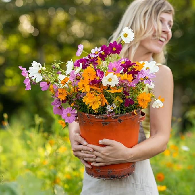 Eden Brothers Crazy for Cosmos Flower Mixed Seeds for Planting, 50 lb, 24,000,000+ Seeds with Cosmos Gloria, Pinkie, Purity, Attracts Pollinators, Plant in Spring or Fall, Zone 3, 4, 5, 6, 7, 8, 9, 10