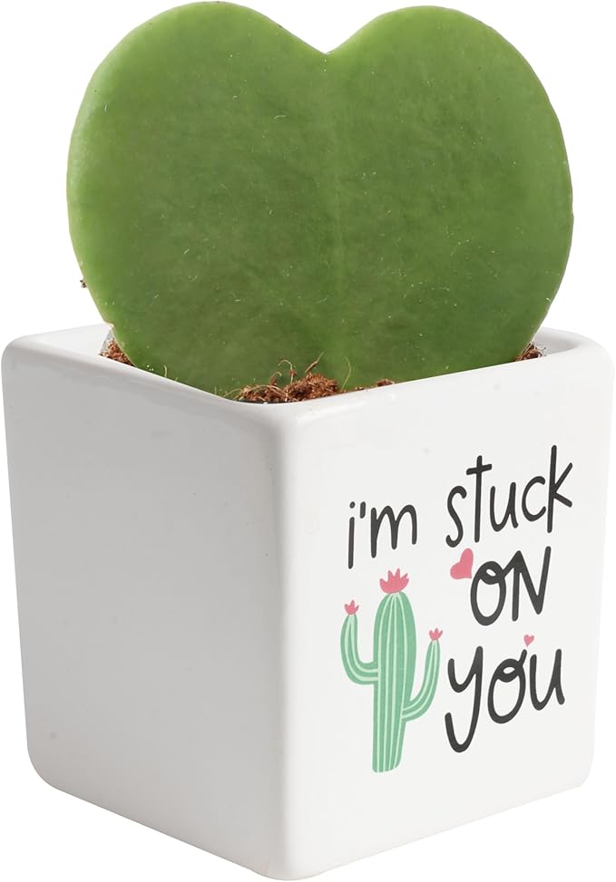 Costa Farms Hoya Heart Live Plant, Succulent-Like Houseplant in Cute Decor Plant Pot, Potting Soil, 5-Inches Tall | Valentines Day Gift | Valentines Day Decoration