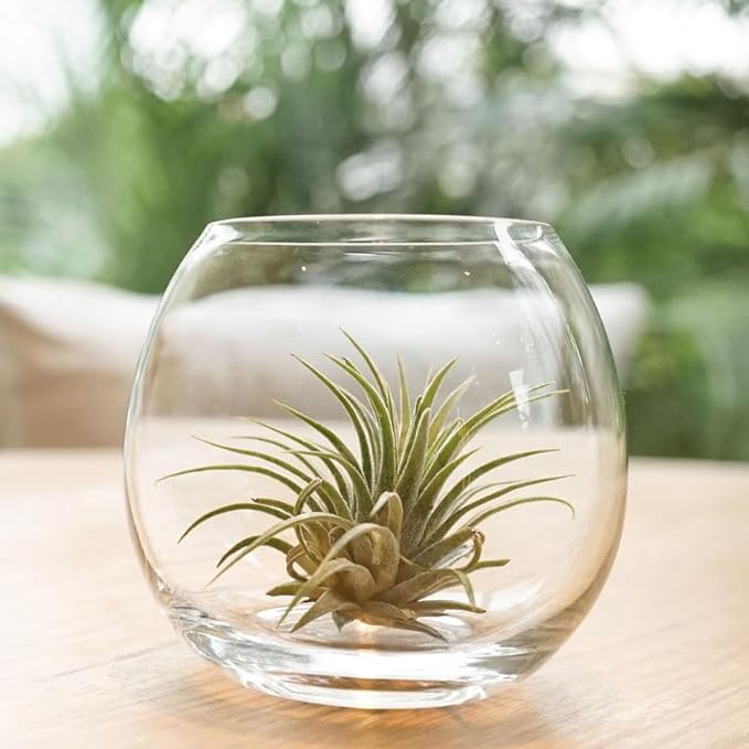 Shop Succulents Ionantha Tillandsia Air Plants, Assorted Mini Live Indoor Plants for Home Decor & Gifts, Low Maintenance, Natural Air Purifier, Hanging Plants, Favors, Terrarium Plants, Pack of 30