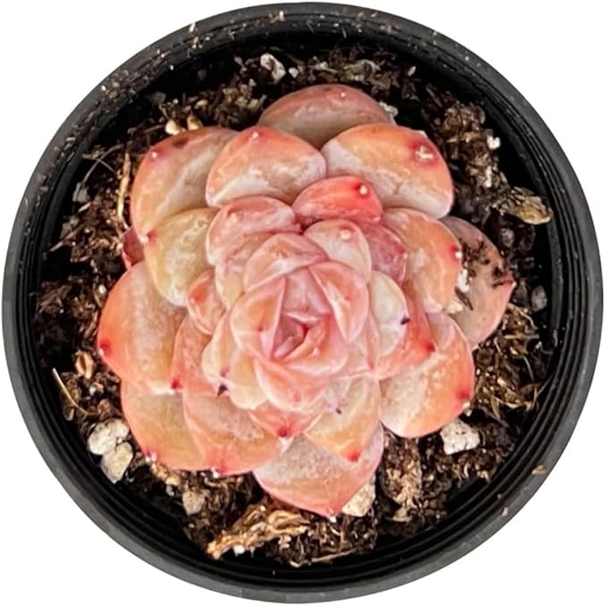 2" Rare Succulent Echeveria 'ICY Lau i' Sugar Heart, Live Succulents Plants Fully Rooted in Grower Pots, Unique Gift for Wedding Favor, Party Favor