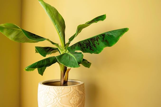 Banana Tree Potting Mix - Premium Quality Blend for Superior Banana Tree Health and Resilience - Promotes Strong Root Growth and Disease Resistance (4 Quart)