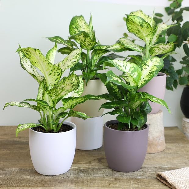Premium DIEFFENBACHIA Potting Soil Mix - Ideal for Growing Robust and Healthy Dieffenbachia - 3 Quart