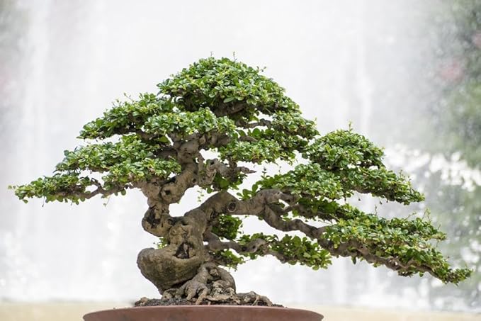 Pro Bonsai Soil Premium Potting Mix Ingredients for Thriving Bonsai Growth and Resilience - 5 Quart